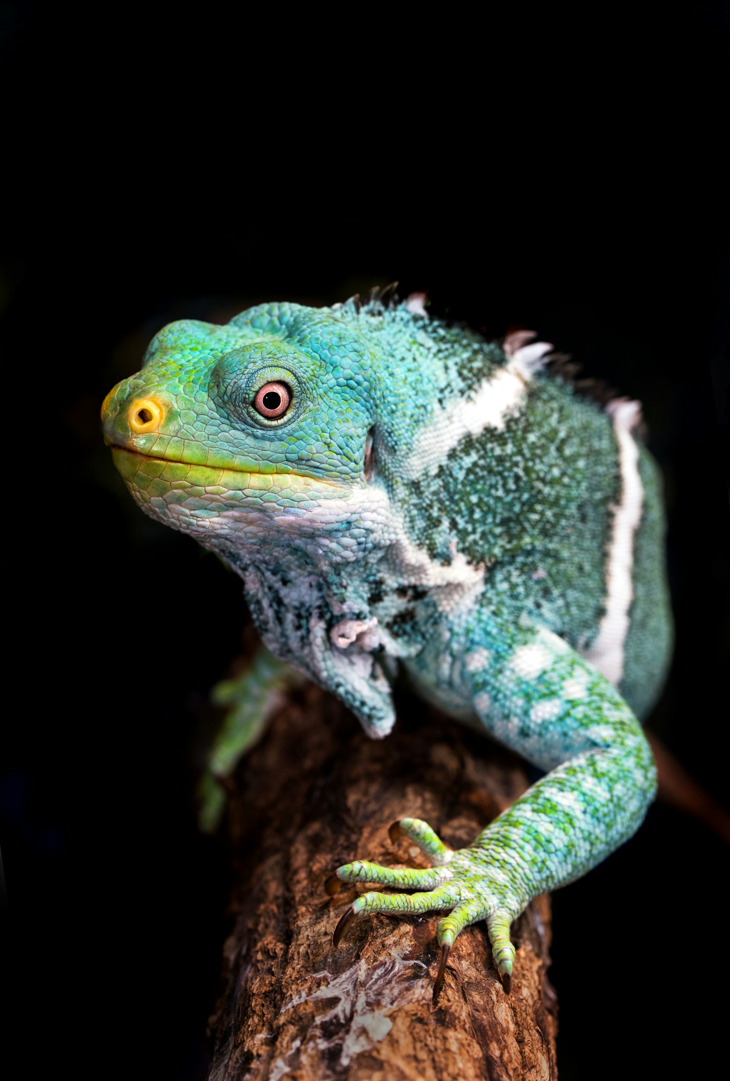 A Fiji banded iguana, bright green with pale bands, gripping a branch and looking up