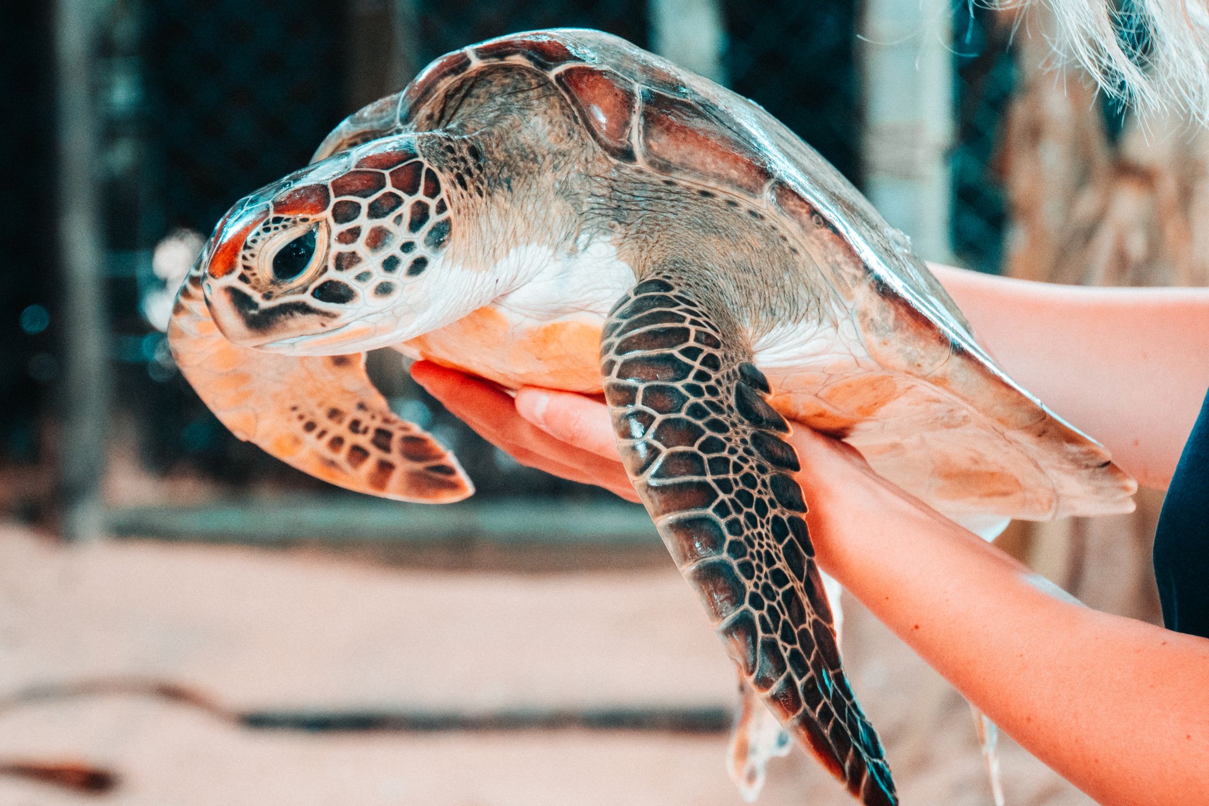 A young green sea turtle held gently in two hands, flippers spread